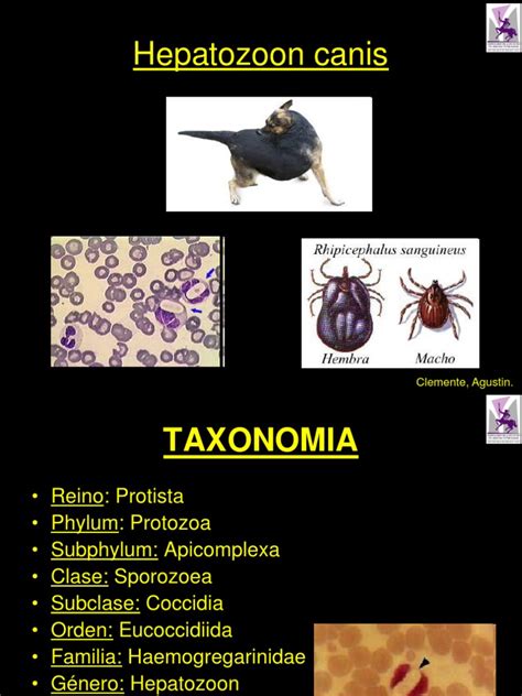 Hepatozoon canis 2014.ppt | Especialidades Medicas | Enfermedades animales