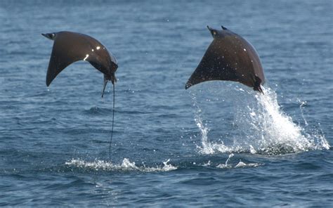 Mobula ray population status : Growth, Productivity, Mortality