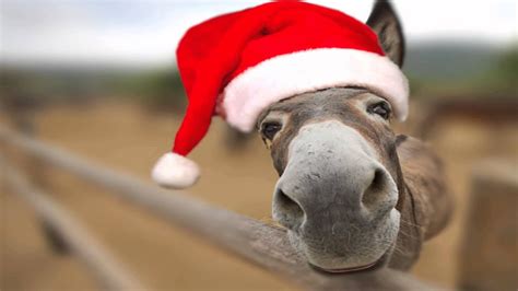 Dominick Donkey - Italian Christmas Song [Lou Monte] :: Animal Singer ...