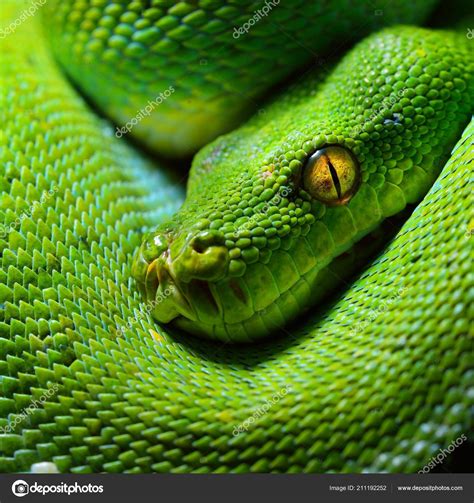 Green Snake Head