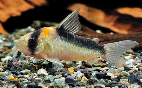 Ultimate Guide to Corydoras Catfish Care – Diapteron Shop