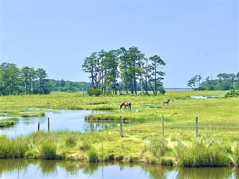 Chincoteague Island Ponies - Been There Done That with Kids