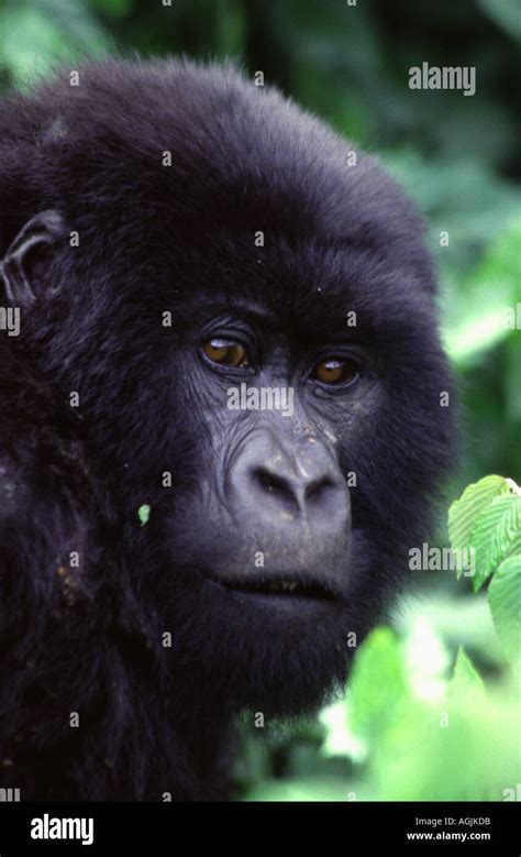 Gorilla gorilla beringei Stock Photo - Alamy