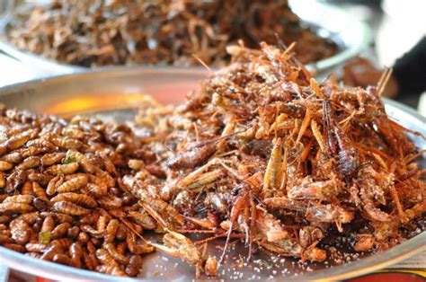 Edible Insects Gaining Popularity Across the Globe