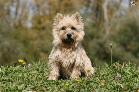 Grooming and caring for the Cairn terrier | Pets4Homes