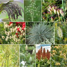 Ornamental Grass Seed | Shop 4 Varieties | Eden Brothers