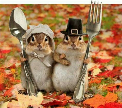 Happy Thanksgiving! | Squirrel pictures, Cute animals, Cute funny animals