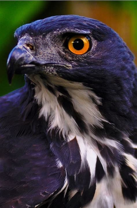 205 best Birds of Prey - Hawks, Falcons, Owls, Eagles & Vultures images ...