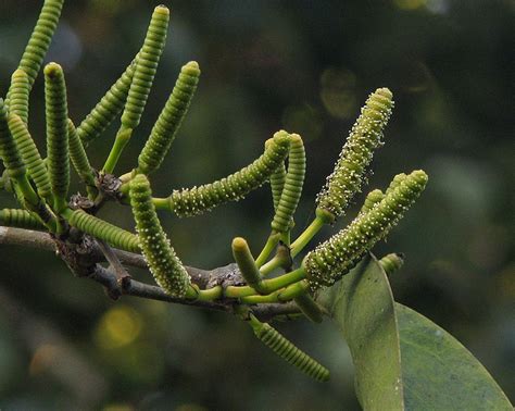 Gnetum – eFlora of India