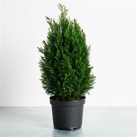 European Cypress Bonsai