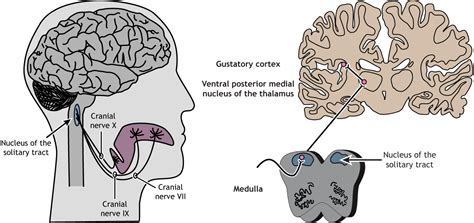 7.6: Taste and Smell - Social Sci LibreTexts