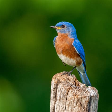 BLUEBIRD OF HAPPINESS DAY - September 24, 2023 - National Today