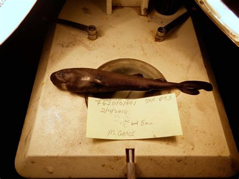 Glow-in-the-dark shark species discovered by scientists | The Independent | The Independent