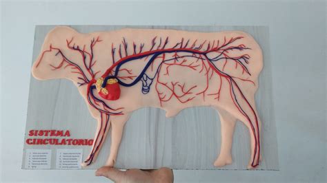 maqueta sistema circulatorio bovino | Vets, Moose art, Sketches