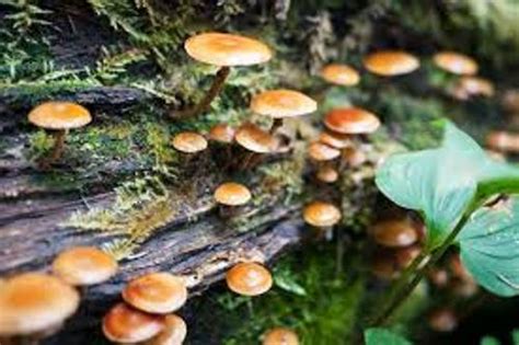 10 Facts about Decomposers | Fact File