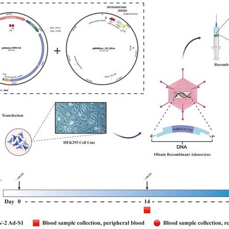 Construction of recombinant adenovirus vaccine and experimental ...