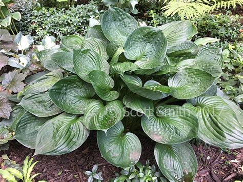 Hosta Second Wind - M/L, A very dark green. Makes nicely formed medium ...