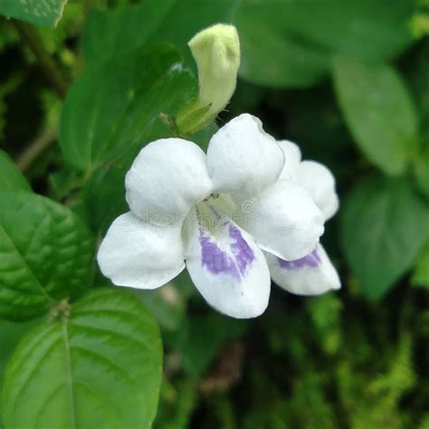 Sambiloto plant flower stock image. Image of tropical - 270834059