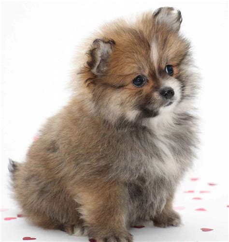 Small Dog Breeds in Australia Definitive Guide | Small Dog Breeds