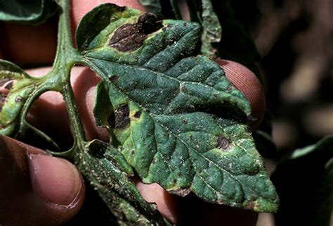 Bulletin #5087, Early Blight of Potatoes and Tomatoes - Cooperative ...