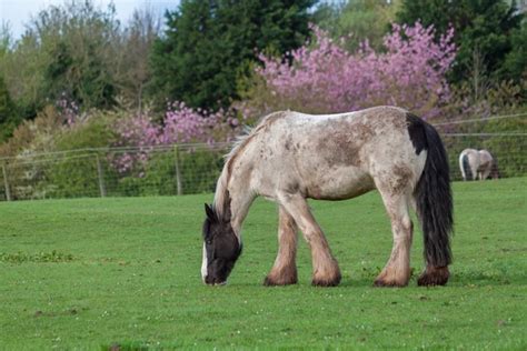 Shire Horse Breed Information and Pictures - PetGuide | PetGuide