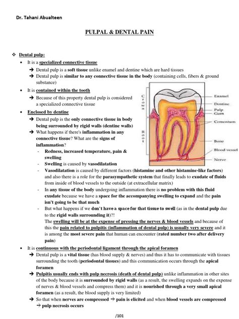 2- PULPAL, Dental Pain | Human Tooth | Dentin