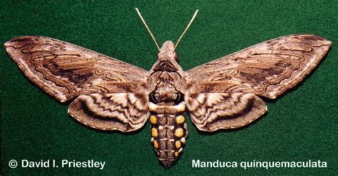 Five-spotted hawkmoth Manduca quinquemaculata (Haworth, 1803 ...