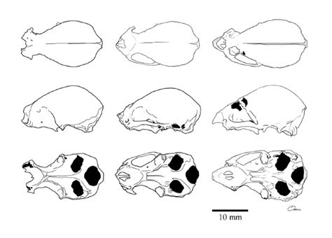 Skulls of three of the four Desmodus fossil specimens known from Cuba ...