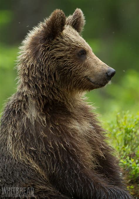 Bears of the Finnish Taiga -- Wildlife in photography-on-the.net forums