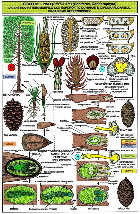 Pinus sp. (Coniferophyta).JPG (1102×1683) | Biology plants, Plant science, Plant life cycle