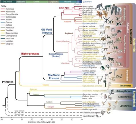 The Primate Genome Project unlocks hidden sec | EurekAlert!