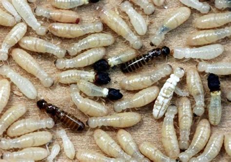 Drywood Termites | Dirks Pest Management