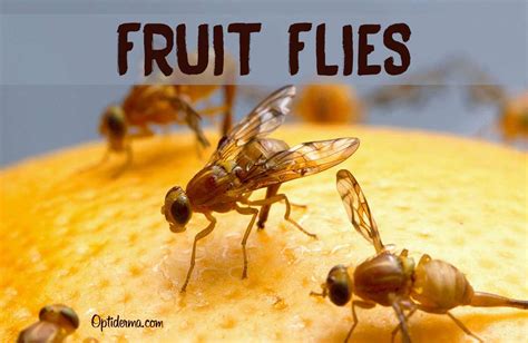 Do Fruit Flies Bite? (+3 Tips to Get Rid of Fruit Flies)