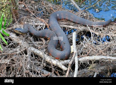 Florida banded water snake hi-res stock photography and images - Alamy