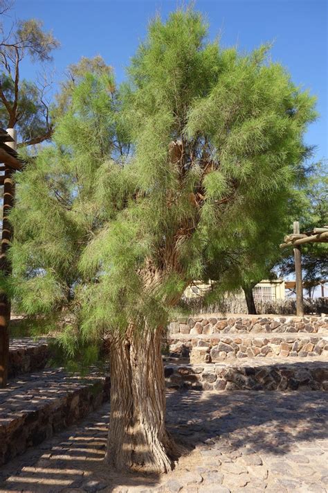 Pasture Living: Lessons from the Desert: Tamarisk Tree Living