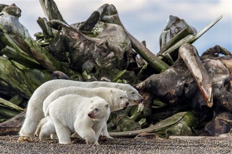 🔥 Three polar bears lumber past a whale boneyard in Alaska 🔥 : r ...