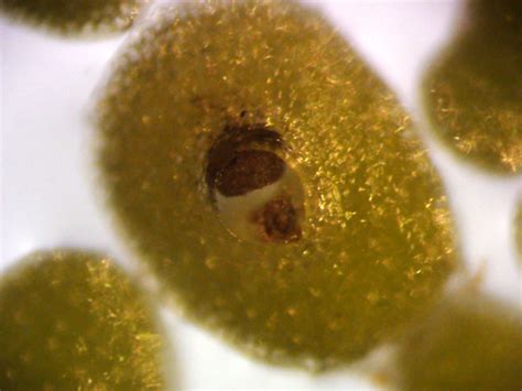 Phycokey - Aquatic macrophytes - Wolffia flower images