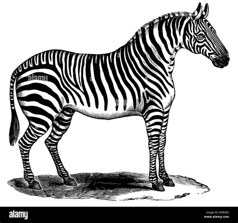 Zebra standing at rest, from vintage wood-engraving Stock Photo - Alamy