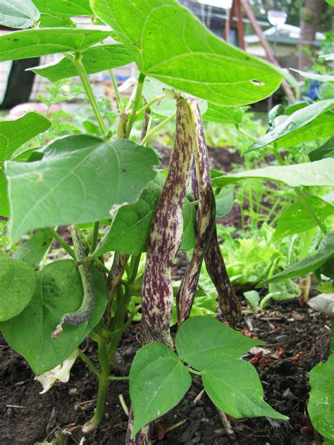 Dragon Tongue Bush Beans | Garden seeds, Bush beans, Seeds