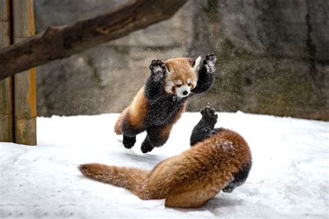 I Captured Wrestling Red Panda Cubs | Red panda cute, Red panda, Cute ...