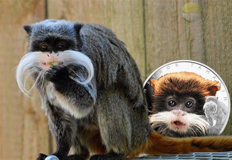 Astonishing Animals series launches with the Emperor Tamarin monkey - AgAuNEWS