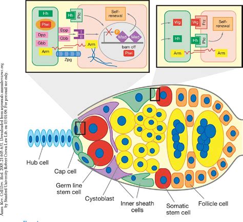 Figure 1 from Stem cell niche: structure and function. | Semantic Scholar