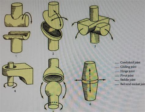 Solved 5 Articulating bone Articular capsule Articular | Chegg.com