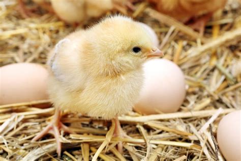 Caring for Baby Chicks: Requirements and What to Expect - Know Your ...