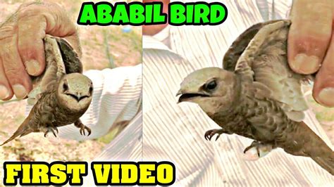 First Video Of Ababil Bird Goes Viral - YouTube