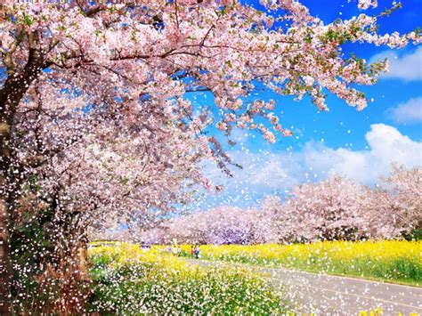 2020 Jeju Cherry Blossoms and Canola Flowers Tour (March 24 to April 12 ...