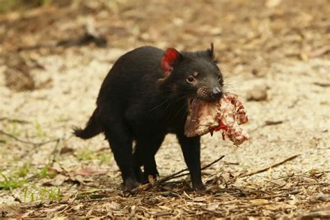 Do Tasmanian Devils Have A Predator? (Only A Few Remain) - Cool Wood ...