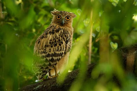 360+ Brunei Wildlife Stock Photos, Pictures & Royalty-Free Images - iStock