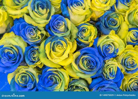 Concept Ukrainian Blue and Yellow Roses Top View. Fancy Yellow and Blue Roses. Fantastic Flowers ...