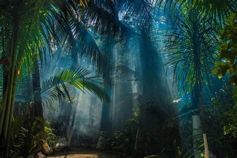 Tropical Rainforest vs. Jungle: What’s The Difference? – Nayturr